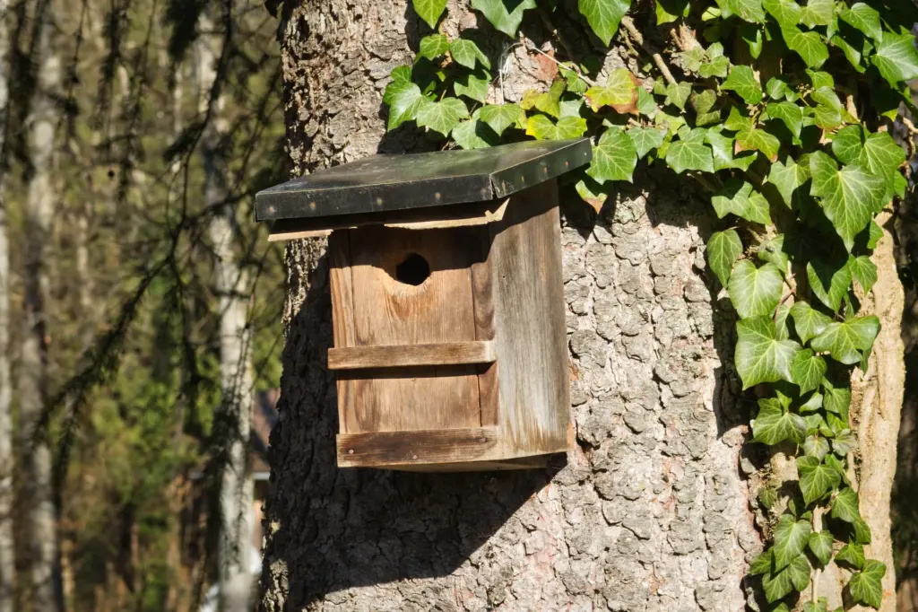 aviary-4934149_1920