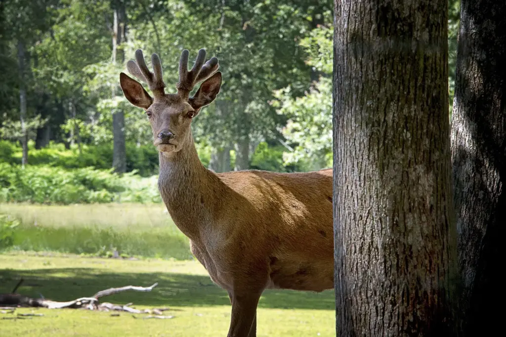 biche-1147981_1920