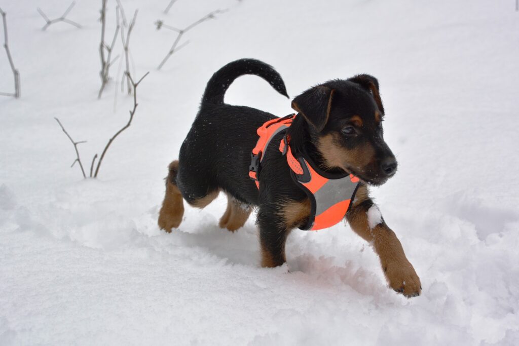 dog-3210831_1920