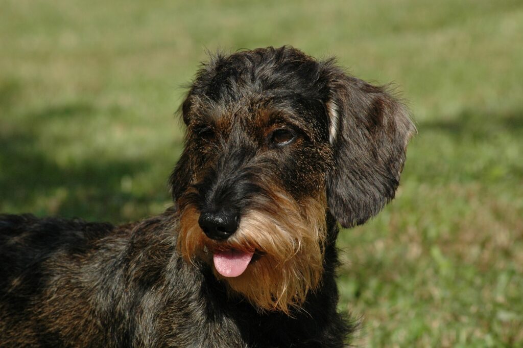 dog-495131_1920