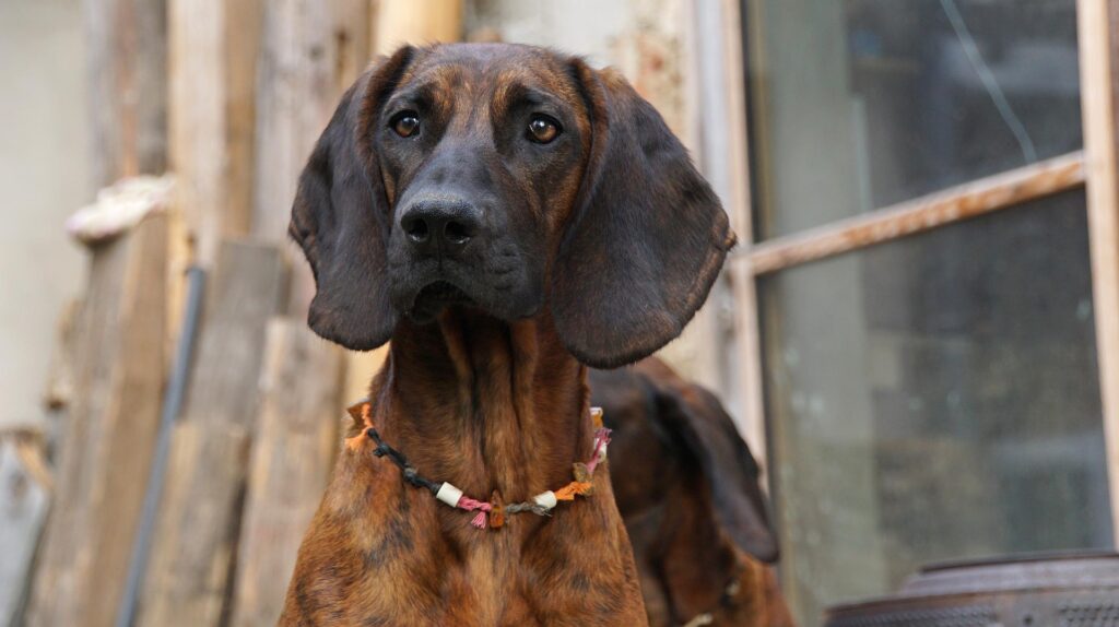 hanoverian-bloodhound-5193566_1920
