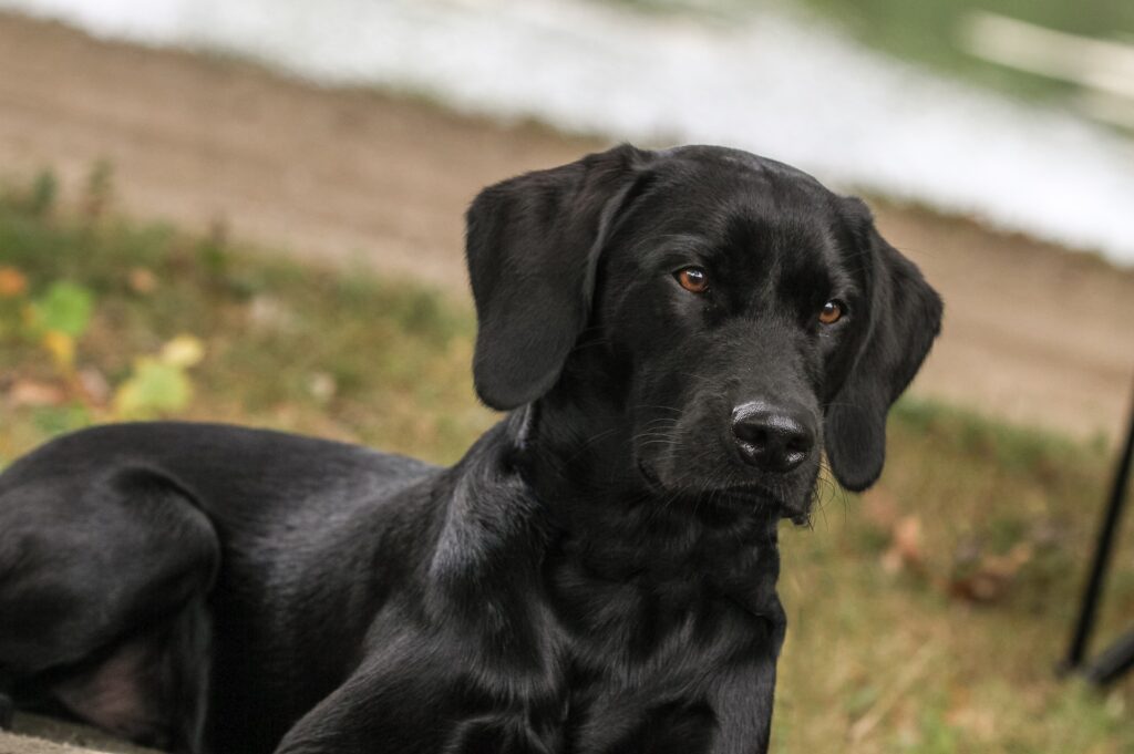 labrador-1982257_1920