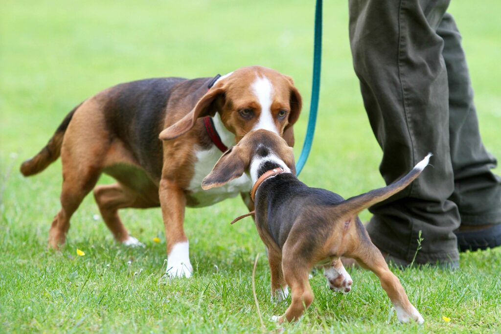 puppy-2856802_1920