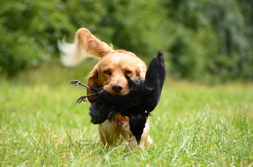 retrieve-1753023_1920