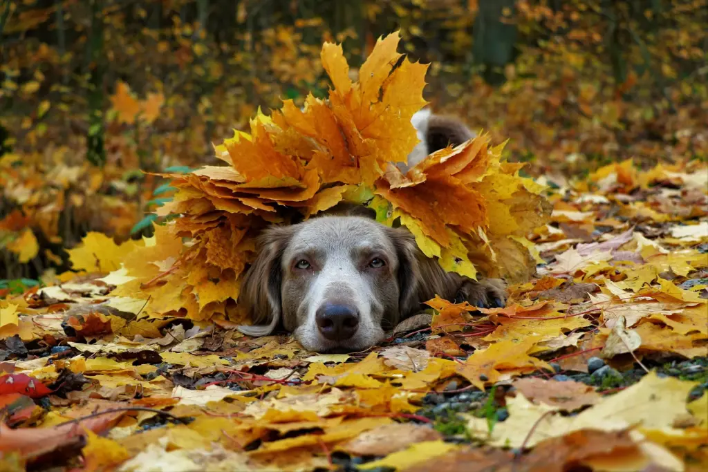 weimaraner-3806655_1920